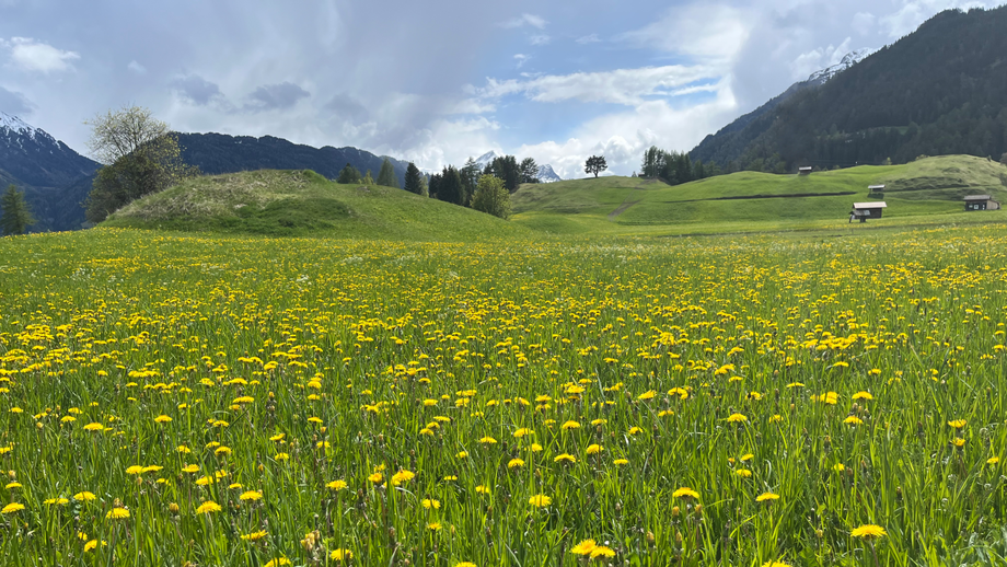 Blumenwiese | © © Serfaus-Fiss-Ladis Marketing GmbH