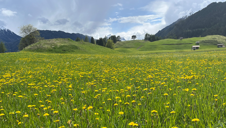 Blumenwiese | © © Serfaus-Fiss-Ladis Marketing GmbH
