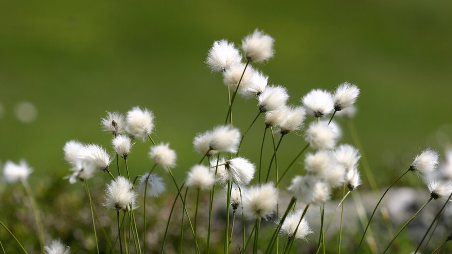 Wollgras auf dem Blumensteig | © © Serfaus-Fiss-Ladis Marketing GmbH