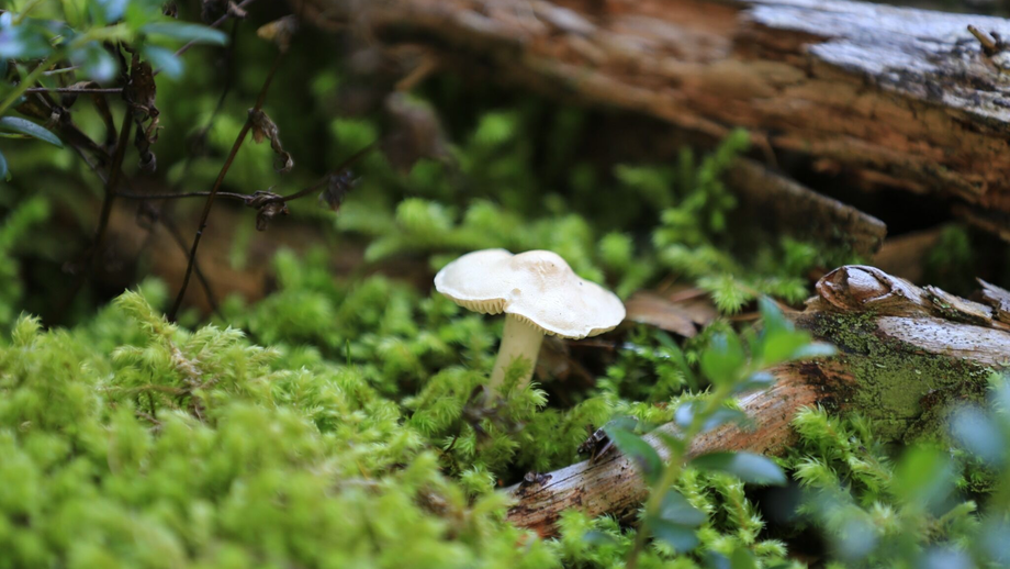 Pilze | © © Serfaus-Fiss-Ladis Marketing GmbH