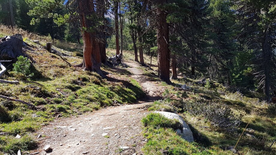 Waldweg auf der Fisserjoch Enduro Tour | © © Serfaus-Fiss-Ladis Marketing GmbH