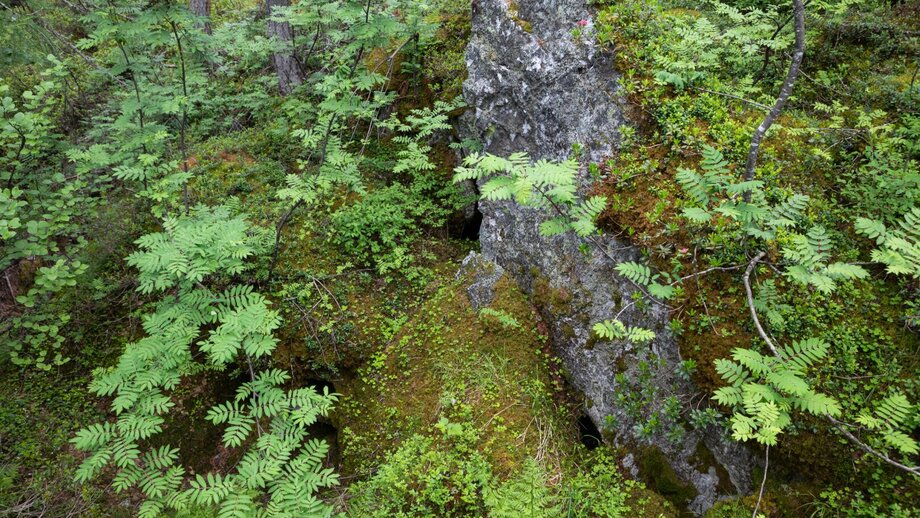 Pflanzen und Gräser auf dem Natur Themensteig Fisser Gonde | © © Serfaus-Fiss-Ladis Marketing GmbH