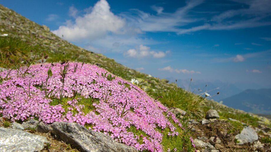 38598018.jpg | © © Serfaus-Fiss-Ladis Marketing GmbH