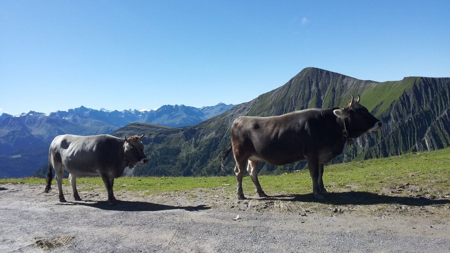 20160813_101429.jpg | © © Serfaus-Fiss-Ladis Marketing GmbH