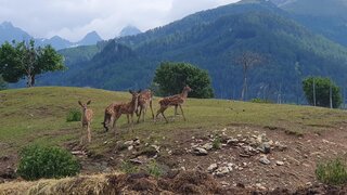 Wildtiergehege Ladis