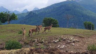 Wildtiergehege Ladis